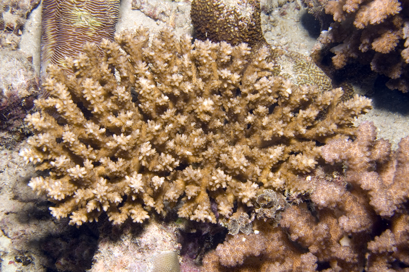 Acropora retusa